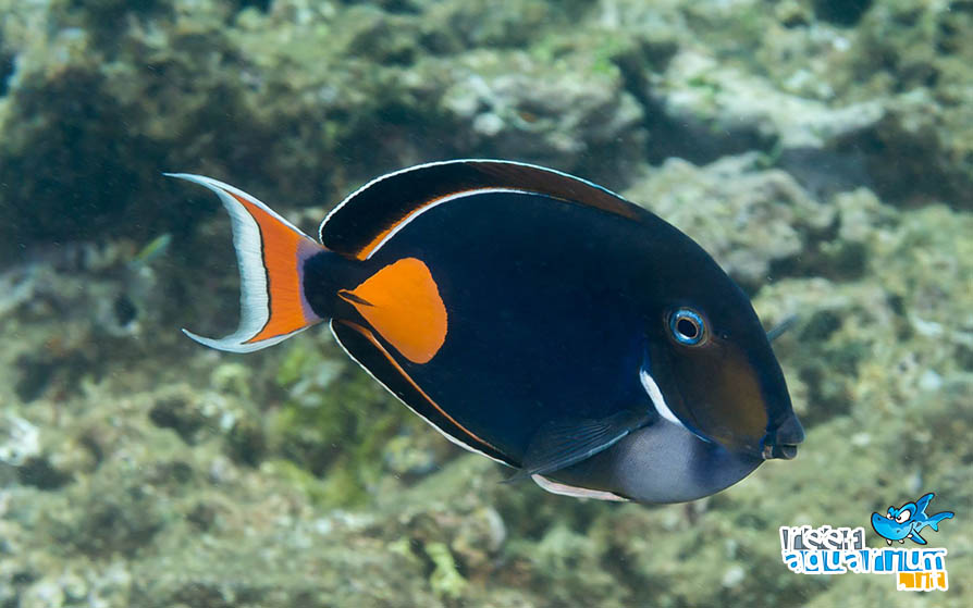 Acanthurus achilles