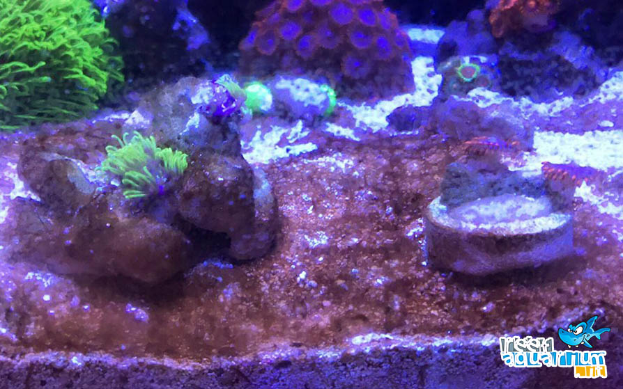 Photo of I cianobatteri in un acquario marino