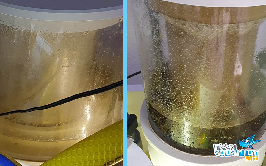 La differenza di residuo nei due bicchieri degli skimmer. A sinistra l'Akula 180, a destra LGS 900/II La differenza di residuo nei due bicchieri degli skimmer. A sinistra l'Akula 180, a destra LGS 900/II