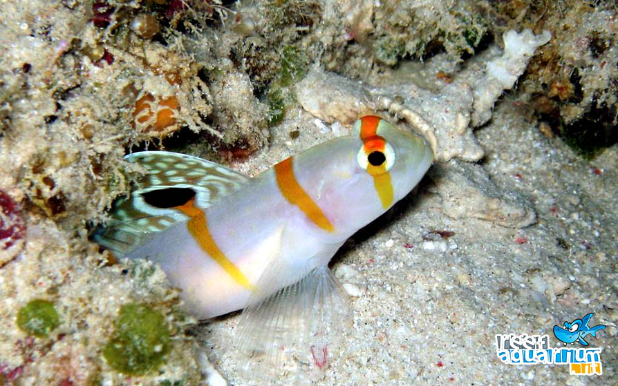 Photo of Amblyeleotris randalli