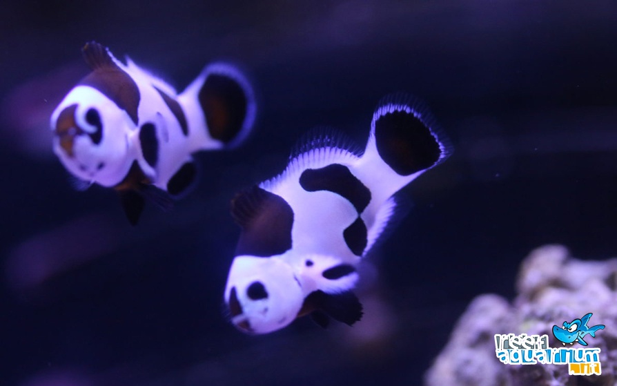 Black Storm (Amphiprion ocellaris)