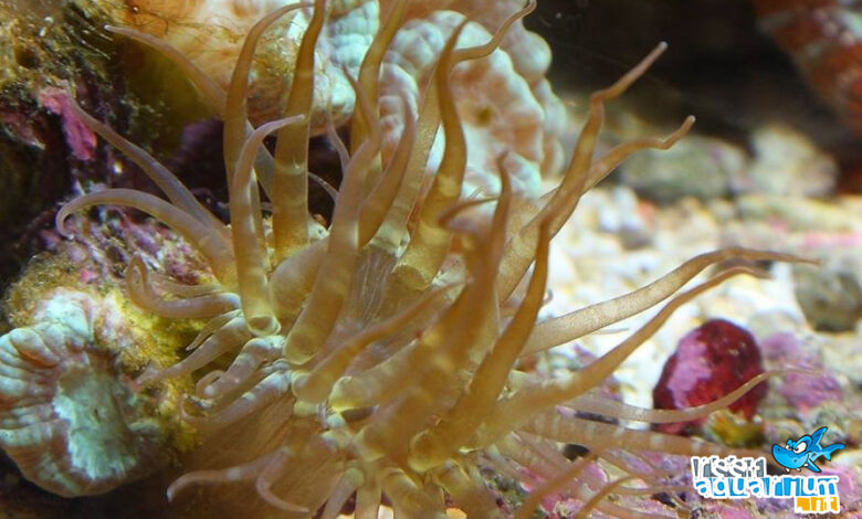 Aiptasia