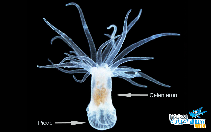 Aiptasia
