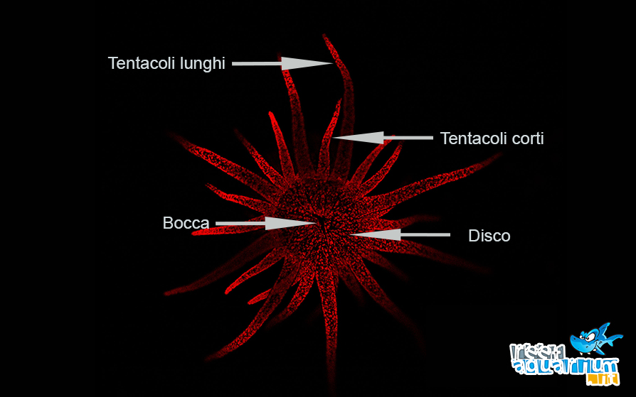 Il disco contiene sia tentacoli lunghi che corti attaccati ai suoi bordi. Al centro del disco c’è la bocca, una fessura dalla forma allungata