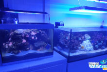 Photo of Il controllo dei nutrienti in acquario