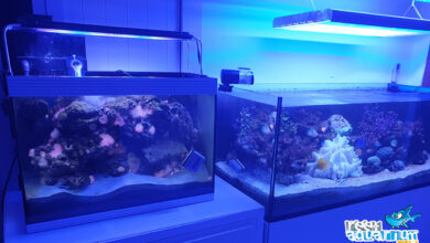 Photo of Il controllo dei nutrienti in acquario