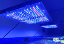 Photo of Illuminare un acquario marino